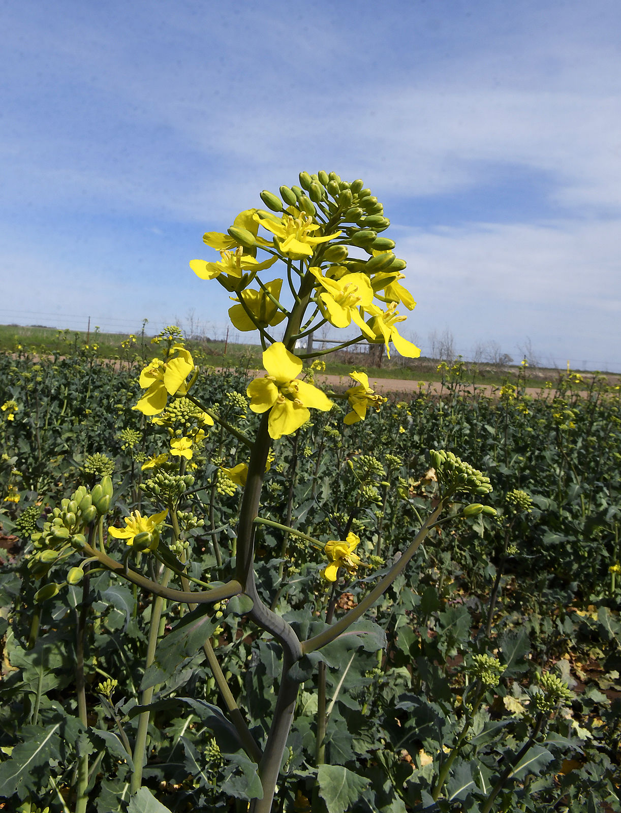 Progress Farming Canola BH.jpg